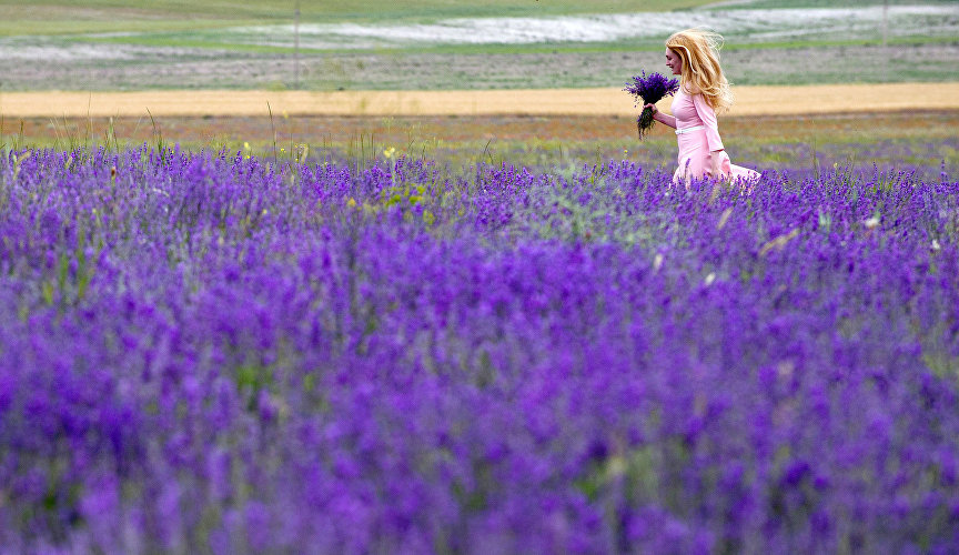 A woman with a bunch of lavender flowers near Turgenevka, Bakhchisarai District, Crimea