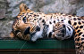 Leopard at the Yalta Skazka Zoo