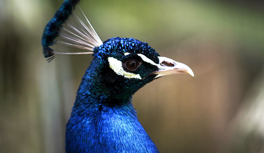 Peacock at the Yalta Skazka Zoo
