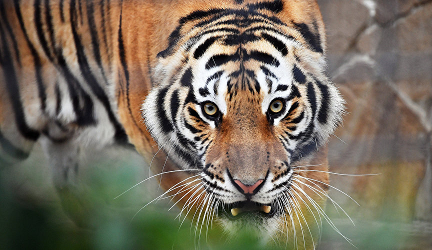 Tiger at Taigan Safari Park