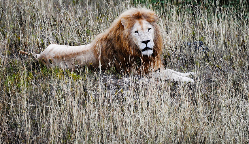 Lion at Taigan Safari Park