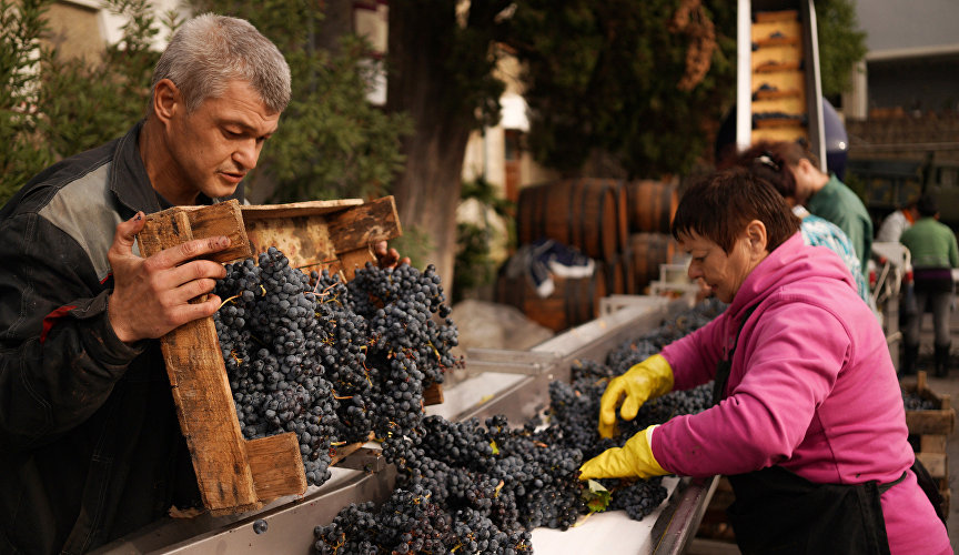 Crimea accounts for about half of all vineyards in Russia
