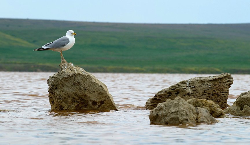 The Opuk Nature Reserve is home to 34 rare bird species included in the Russian Red Data Book