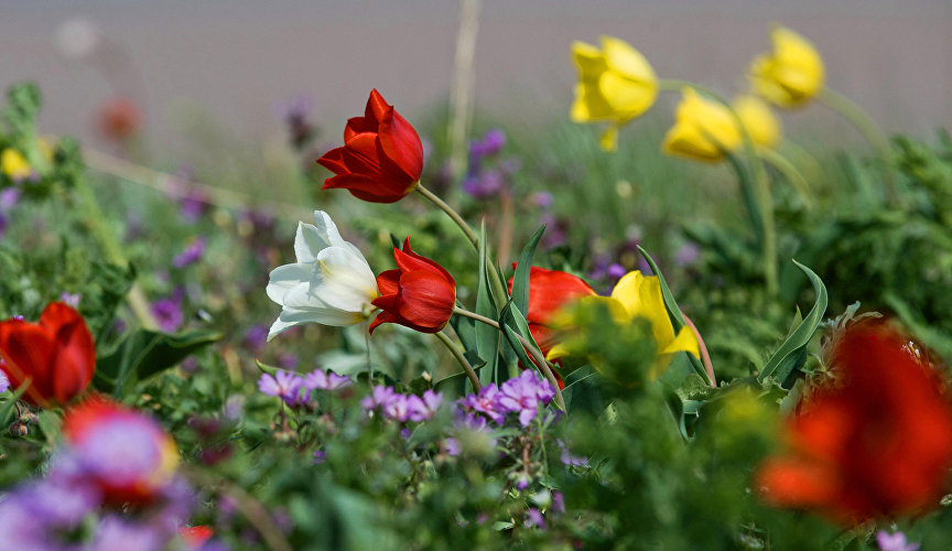 Red-and-yellow blankets of Schrenk’s tulips and Scythian tulips, which are included in the Russian Red Data Book, sweeping across a vast steppe in the nature reserve