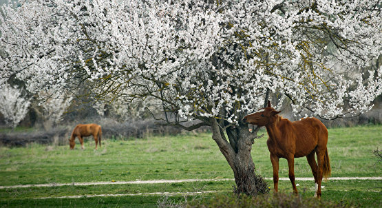 Horses at the foot of the White Cliff in Belogorsky District