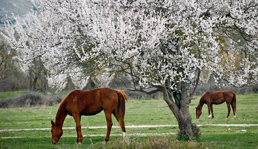 Horses at the foot of the White Rock, Belogorsky District