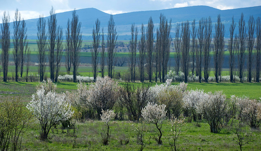 A valley in blossom near Vasilyevka village, Belogorsky District