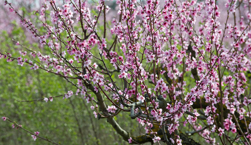 Peach tree flowers in an orchard, Saki District