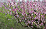 Peach tree flowers in an orchard, Saki District
