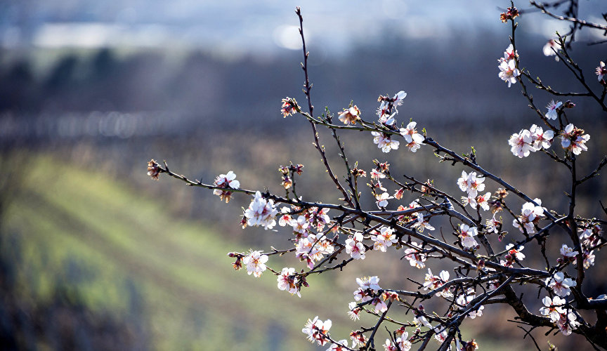 Almond branches in Balaklava