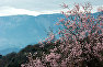Blossoming almond trees against the mountainous background near Alupka