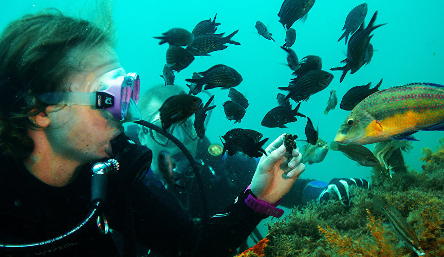 A diver feeds fish with mussels near Meganom Cape, Black Sea