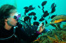 A diver feeds fish with mussels near Meganom Cape, Black Sea