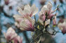 Flowers of Magnolia Sulange