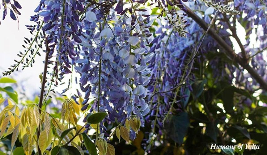 Blooming wisteria in Crimea