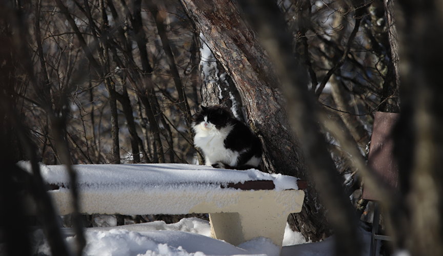 Cat in the crimean forest