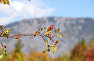 Autumn in Crimea