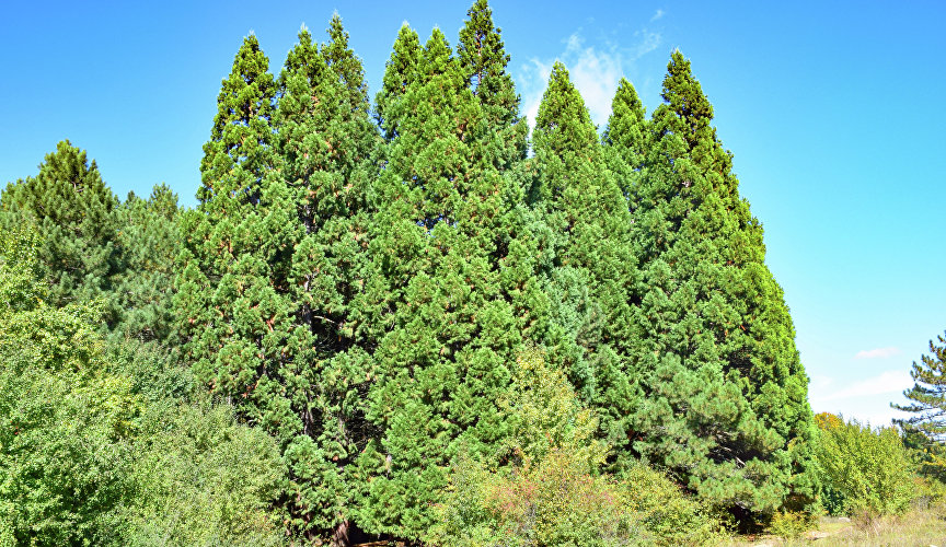 Sequoia grove