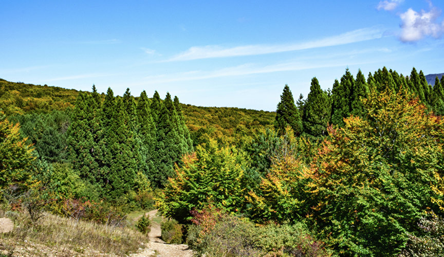 Sequoia grove