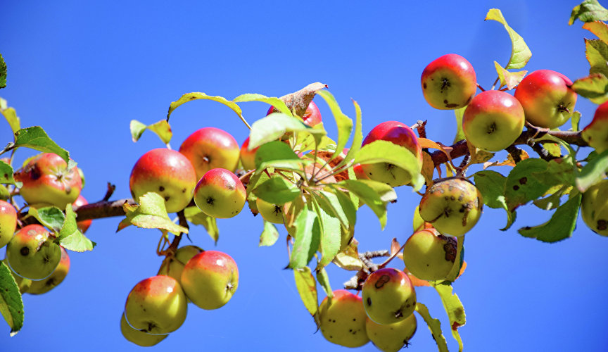 Wild apples