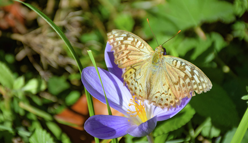 A butterfly on a crocus