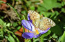 A butterfly on a crocus