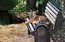 Tiger cub at Taigan Safari Park, Belogorsk District