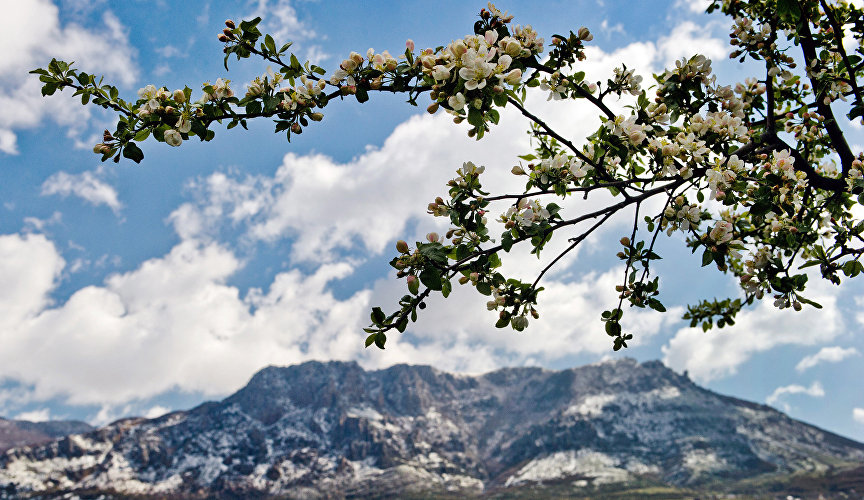 A blossoming tree branch. In the background: Demerdzhi-yayla mountain range, Alushta District