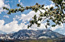 A blossoming tree branch. In the background: Demerdzhi-yayla mountain range, Alushta District